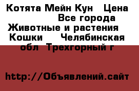 Котята Мейн Кун › Цена ­ 15 000 - Все города Животные и растения » Кошки   . Челябинская обл.,Трехгорный г.